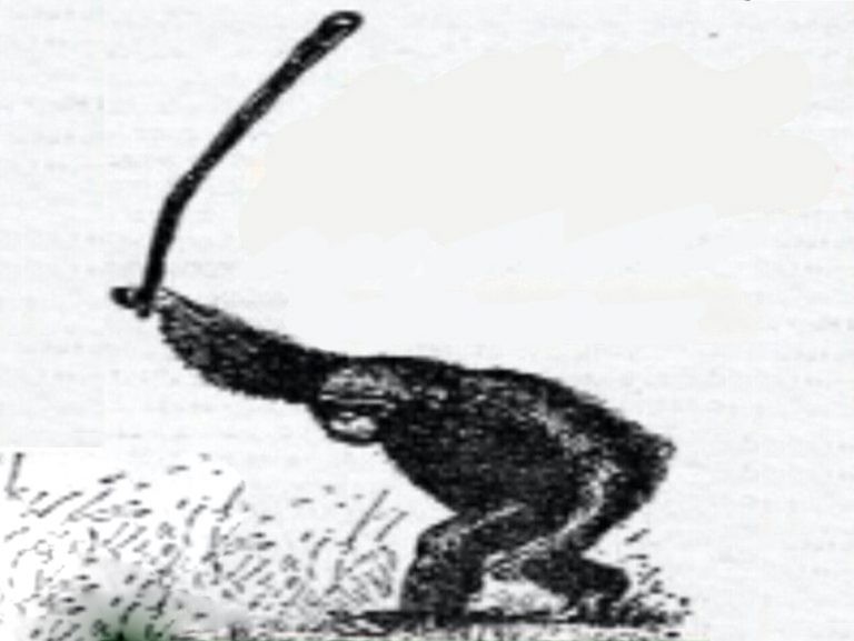 Black-and-white engraving of an ape or monkey crouched in grass, swinging a long club overhead.