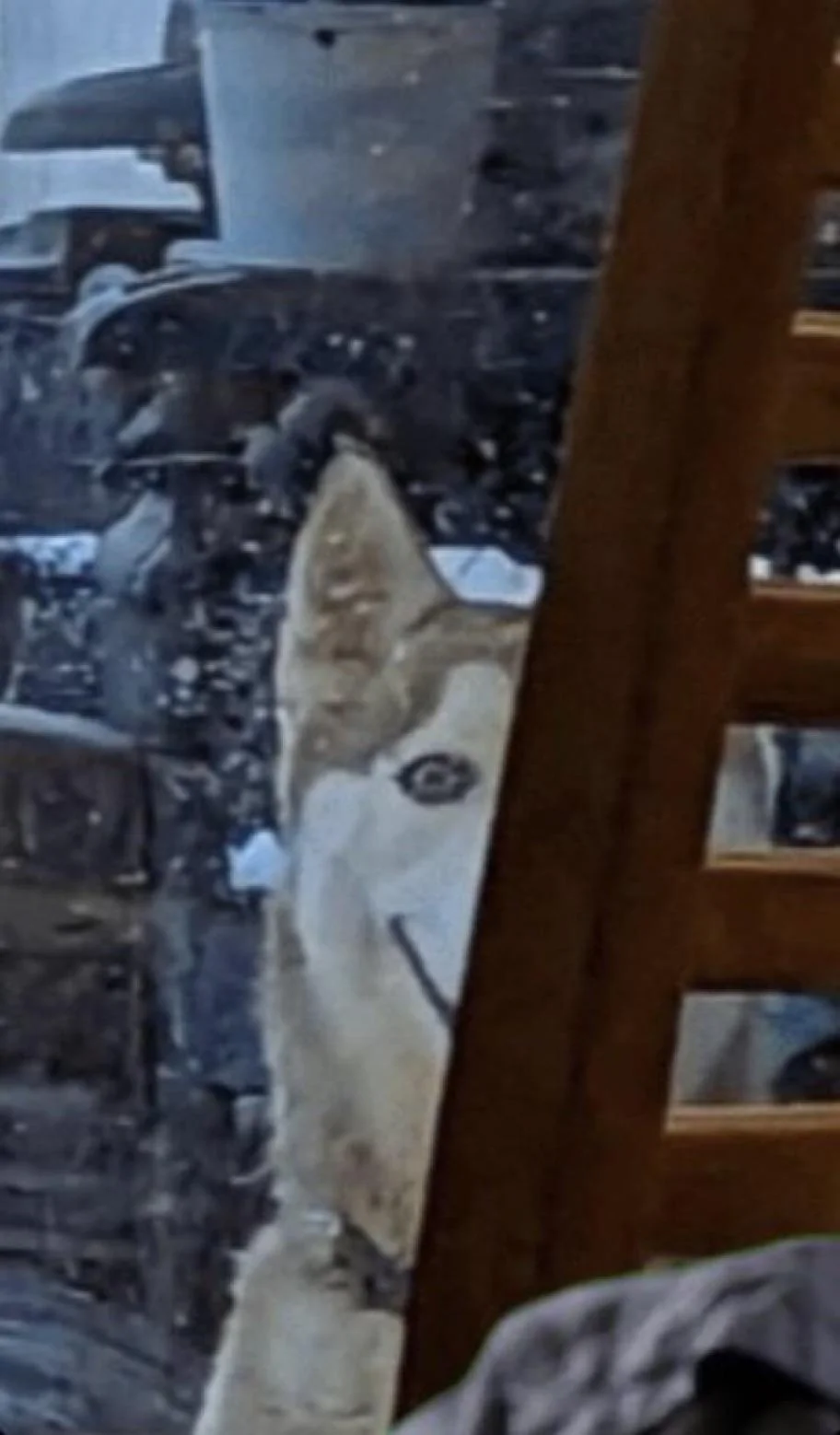 Husky peeking from behind a wooden chair, snowy yard in the background, an unnerving smile on its muzzle.