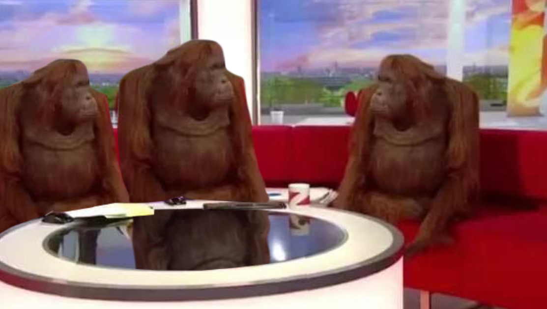 Three orangutans sitting on a red talk-show sofa around a glass table, looking in different directions.