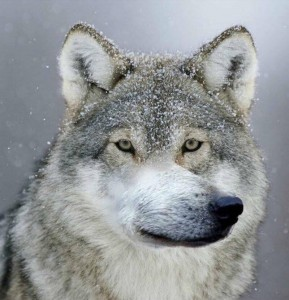 Close-up photograph of a grey wolf facing forward, snow on its fur, pale eyes.